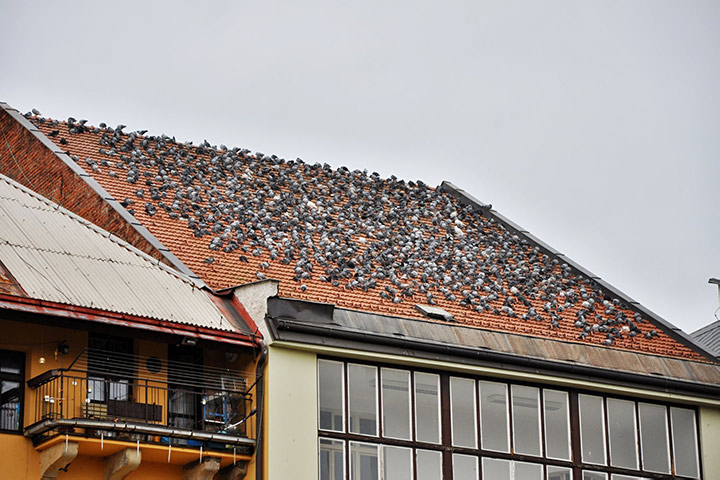 A2B Pest Control are able to install spikes to deter birds from roofs in Ashton Under Lyne. 