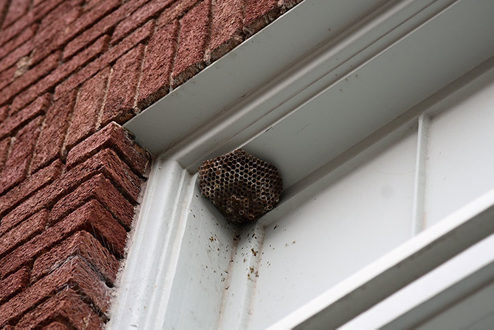 We provide a wasp nest removal service for domestic and commercial properties in Ashton Under Lyne.